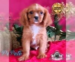 Small Photo #3 Cavalier King Charles Spaniel Puppy For Sale in MIAMI, FL, USA