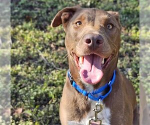 American Pit Bull Terrier-Labrador Retriever Mix Dogs for adoption in Waco, TX, USA
