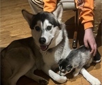 Small Photo #7 Siberian Husky Puppy For Sale in FEDERAL WAY, WA, USA