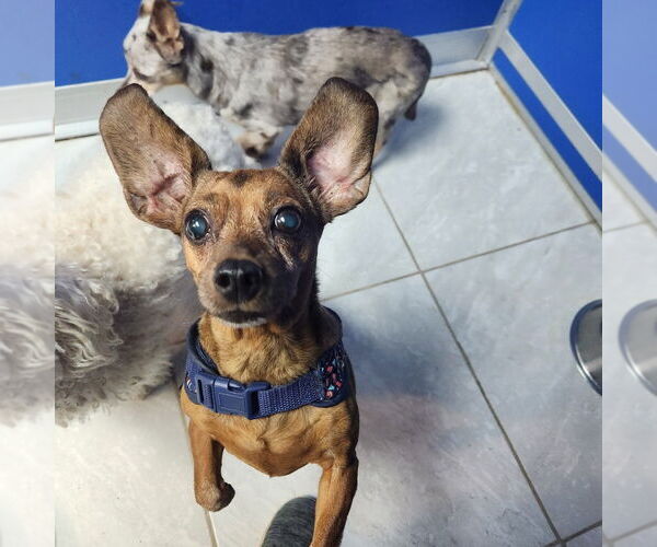 Medium Photo #2 Chihuahua Puppy For Sale in Walnutport, PA, USA