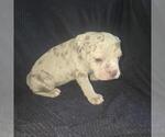Small #9 Olde English Bulldogge