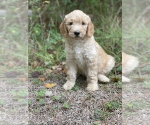 Goldendoodle Puppy for sale in HUNTINGTON, TX, USA