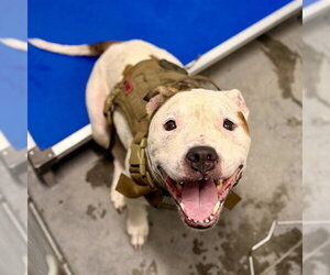American Bulldog Dogs for adoption in Tavares, FL, USA