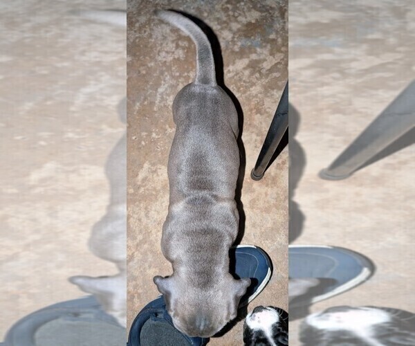 Medium Photo #4 American Pit Bull Terrier Puppy For Sale in SPTBG, SC, USA