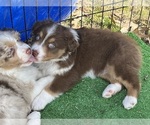 Small Photo #6 Australian Shepherd Puppy For Sale in BOLIVAR, TN, USA