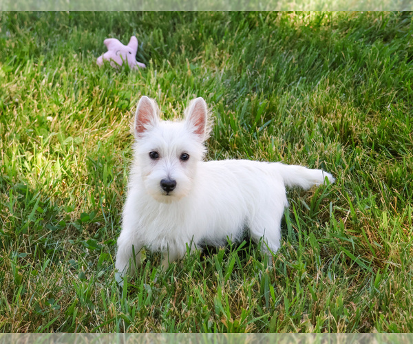Medium Photo #3 West Highland White Terrier Puppy For Sale in SYRACUSE, IN, USA