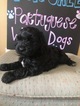 Small Photo #7 Portuguese Water Dog Puppy For Sale in CALHOUN, GA, USA