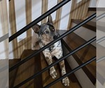 Small Photo #1 Australian Cattle Dog Puppy For Sale in PUYALLUP, WA, USA