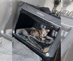 Small Photo #4 Catahoula Leopard Dog-Unknown Mix Puppy For Sale in Corona, CA, USA