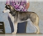 Small Photo #1 Siberian Husky Puppy For Sale in KENNEWICK, WA, USA