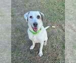 Small #24 Labrador Retriever Mix