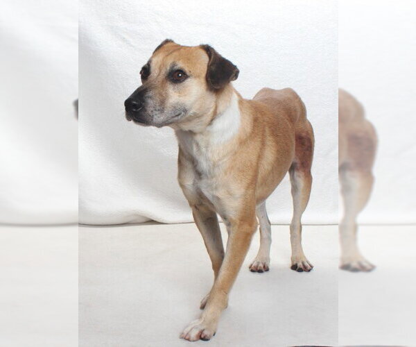 Medium Photo #1 Labbe Puppy For Sale in Burbank, CA, USA
