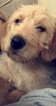 Small Photo #1 Labradoodle Puppy For Sale in DALLAS, TX, USA