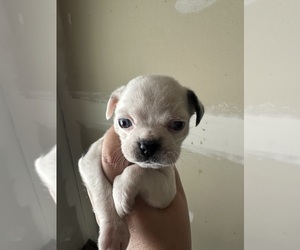 Pug Puppy for sale in SPRING MILLS, PA, USA