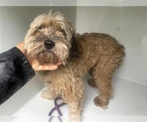 - Mix Dogs for adoption in Houston, TX, USA