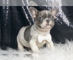 Small #3 French Bulldog