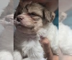 Small #33 Maltipom-Pomeranian Mix