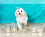 Small #8 Maltipoo