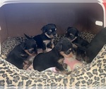 Small Yorkshire Terrier