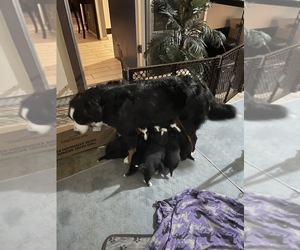 Mother of the Bernese Mountain Dog puppies born on 01/30/2023