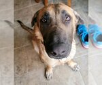 Small #13 German Shepherd Dog Mix