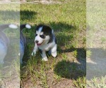 Small Photo #19 Siberian Husky Puppy For Sale in BROOKSVILLE, FL, USA