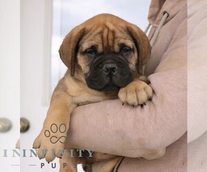 Medium Bullmastiff