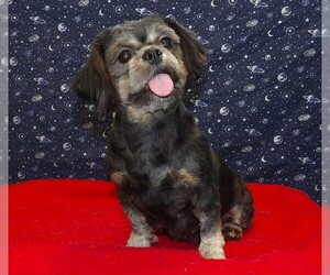 Medium Cavapoochon (Miniature)