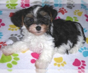Yorkshire Terrier Puppy for sale in ORO VALLEY, AZ, USA