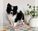 Small Pomeranian