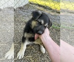 Puppy Silver boy German Shepherd Dog