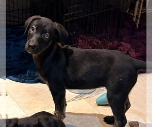 Logan - Female Mutt Dog for Adoption - Photo #3
