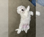 Small Photo #9 Maltipoo-Zuchon  Puppy For Sale in GLENDALE, AZ, USA