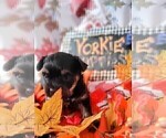 Small Photo #69 Yorkshire Terrier Puppy For Sale in AKRON, OH, USA