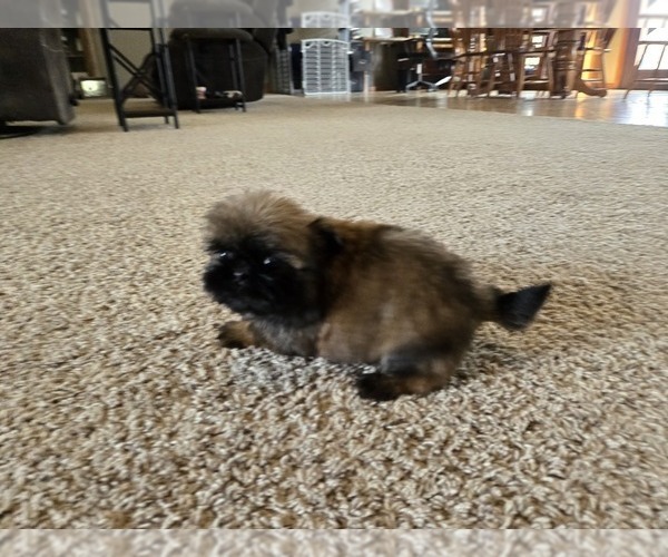 Medium Photo #4 Shih Tzu Puppy For Sale in CARLYLE, IL, USA
