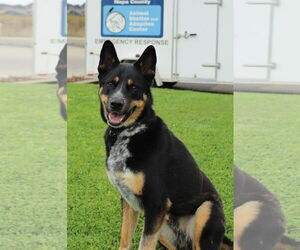 Mutt Dogs for adoption in Petaluma, CA, USA