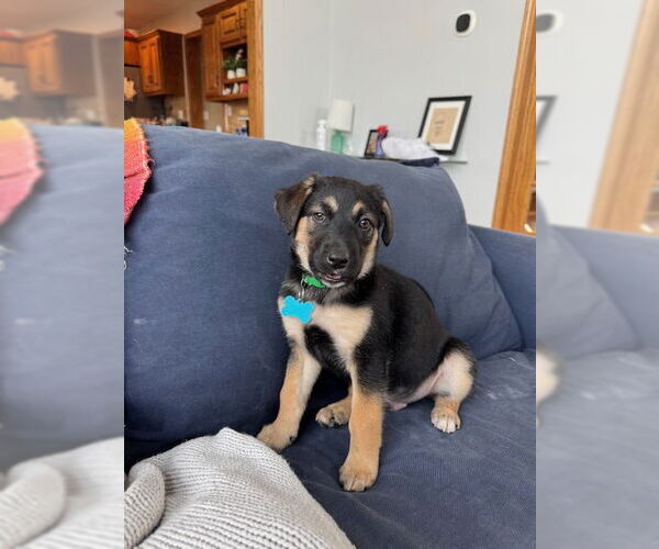 Medium Photo #2 Labrador Retriever-Unknown Mix Puppy For Sale in Plainfield, IL, USA