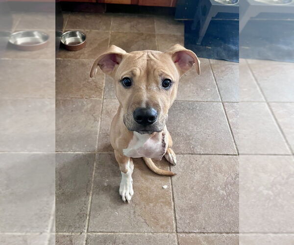 Medium Photo #7 American Pit Bull Terrier-Labrador Retriever Mix Puppy For Sale in Brewster, NY, USA