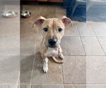 Small #6 American Pit Bull Terrier-Labrador Retriever Mix