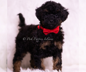 Medium Poodle (Miniature)