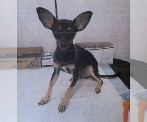 Mr. Ears - Male Chihuahua Dog for Adoption - Photo #2