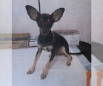 Small Photo #2 Chihuahua Puppy For Sale in The Woodlands, TX, USA