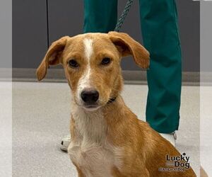 Dachsador Dogs for adoption in Washington, DC, USA