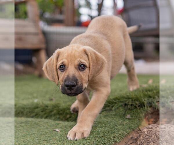 Medium Photo #8 Labrador Retriever-Unknown Mix Puppy For Sale in San Diego, CA, USA