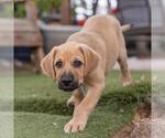 Small #7 Labrador Retriever Mix