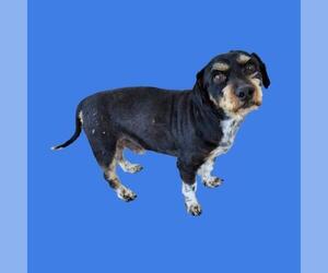 Miniature Schnauzer-Unknown Mix Dogs for adoption in Bakersfield, CA, USA