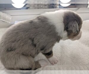 Australian Shepherd Puppy for sale in AVONMORE, PA, USA