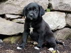 Puppy 1 Labrador Retriever-Unknown Mix