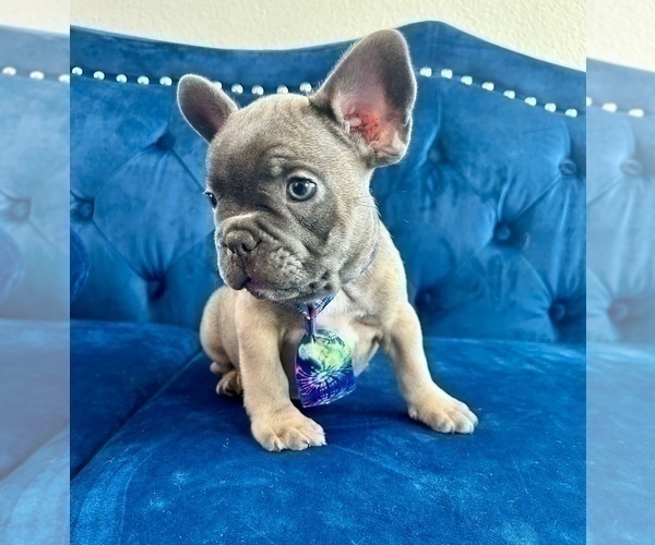Medium Photo #2 French Bulldog Puppy For Sale in BAKERSFIELD, CA, USA