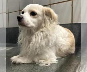 Havanese-Unknown Mix Dogs for adoption in San Antonio, TX, USA